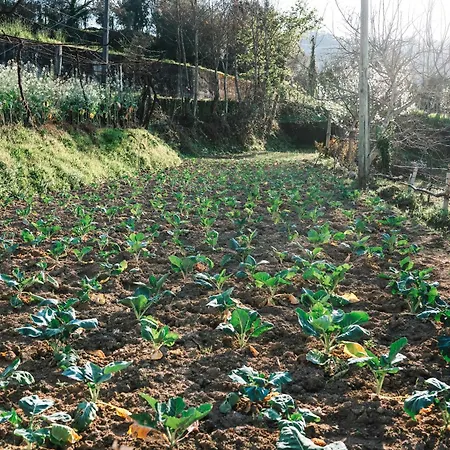 Farm House *